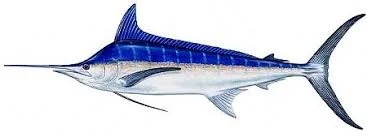 Illustration of a blue and gray marlin fish with a long, pointed bill.