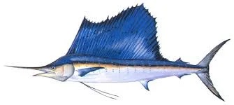 Illustration of a blue sailfish with a large dorsal fin and pointed bill.